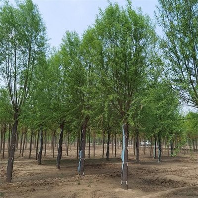 28公分旱柳與饅頭柳苗木市場價格分析與選購指南